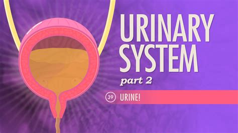 A P Urinary System Part Urine Crashcourse Accredicity A