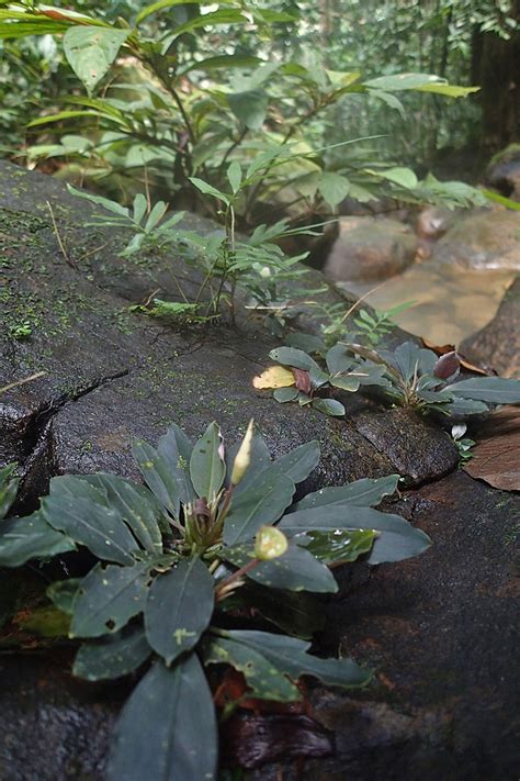 Bucephalandra sp Mahakam hulu 2016年11月画像 東南亜泥炭会 TEAM BORNEO