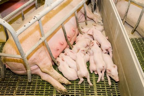 Granja De Cerdo Peque Os Cochinillos El Cultivo De Cerdo Es El Aumento