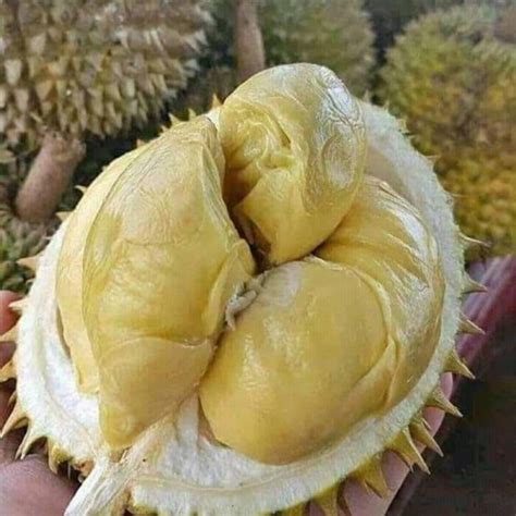 Bibit Durian Montong Jual Bibit Pohon Durian Montong Cepat Buah