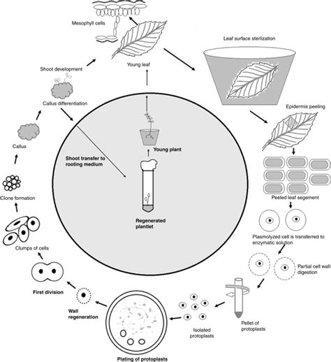 Protoplast Isolation- mechanical and enzymatic methods