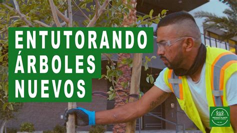 Aprende a Estacar Correctamente tus Árboles Recién Plantados Guía