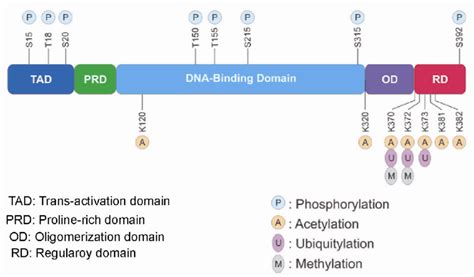 Domain Organization And Post Translational Modifications Of P Protein