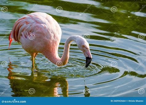 Cute Pink Flamingos In Water At Local Park Stock Photo Image Of