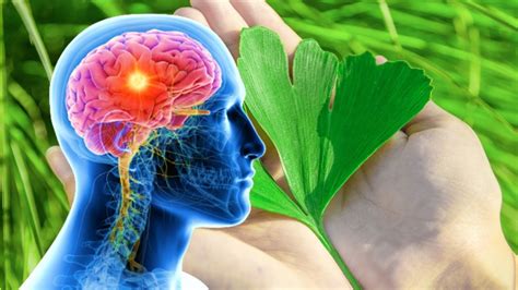 Amazing Benefits Of Taking Ginkgo Biloba Supplement Youtube