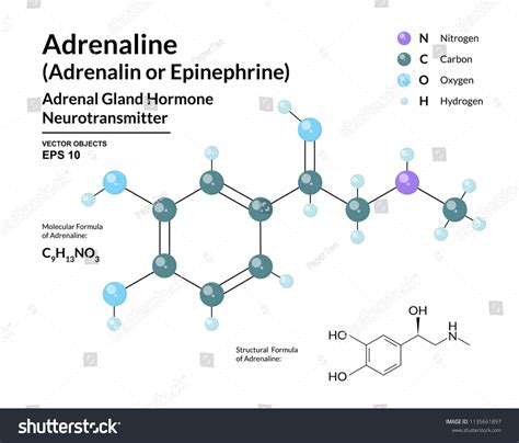 Adrenaline Hormone Epinephrine Neurotransmitter Fight Flight Stock ...