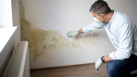 What Does The Presence Of Mold Mean Titan Inspection Services