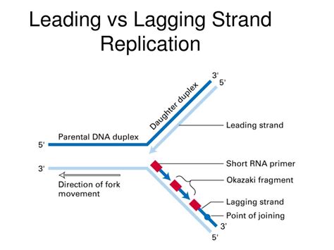 Ppt Dna Synthesis Powerpoint Presentation Free Download Id 6693565