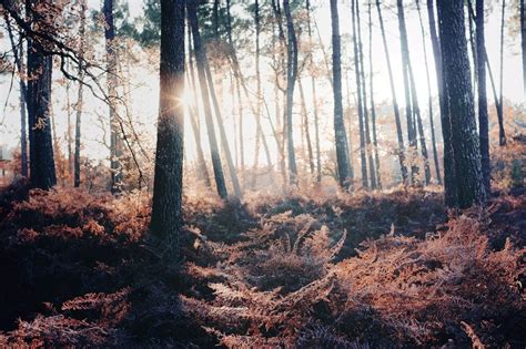 20 Forest Photography Ideas For Your Inspiration | Inspired Luv