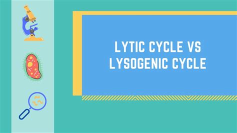 Lytic Cycle Vs Lysogenic Cycle Made Easy Youtube