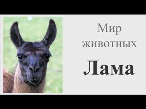 Лама - YouTube