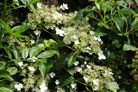 Climbing Hydrangeas (Hydrangea Petiolaris): How to Grow and Care ...