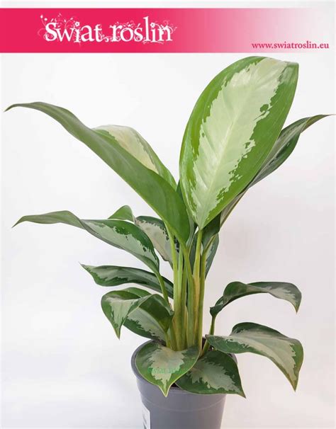 Aglaonema 'Diamond Bay' Aglonema, Świat Roślin sklep z roślinami