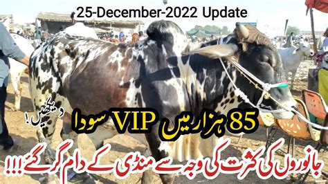 Malir Mandi Karachi Cattle Rates Update December Cow Mandi