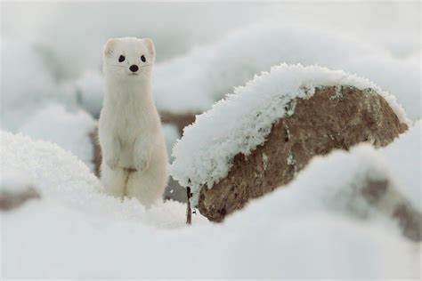 Stoat A Z Animals