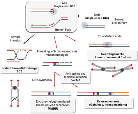 Genes Free Full Text Replication Stress In Mammalian Cells And Its