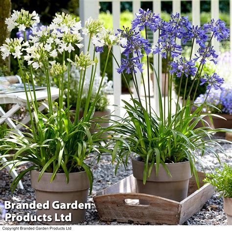 Stunning Companion Plants For Ceanothus Copagarden