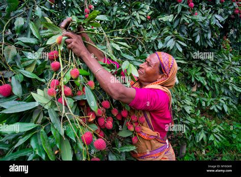 Lychee fruit harvesting at Rooppur, Ishwardi , Bangladesh Stock Photo ...