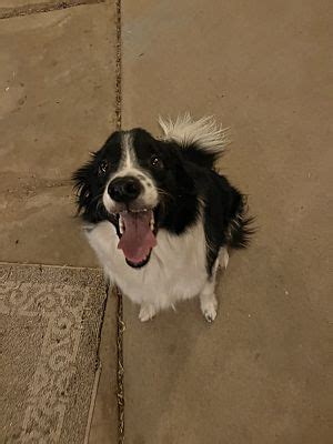 Mesa AZ Border Collie Meet Sol A Pet For Adoption AdoptaPet