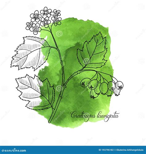 Vector Drawing Hawthorn Stock Vector Illustration Of Drawing