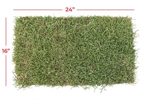 Palisades Zoysia Grass Texas Favorite Zoysia Grass The Grass Store