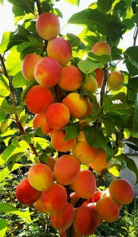 19 Best Apple Tree Varieties With A Guide To Flowering Groups Artofit