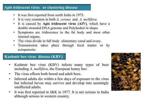 Diseases Of Honey Bee Pptx