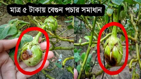 মাত্র ৫ টাকা খরচে ~ বেগুনের ফল পচা রোগের সমাধান এবং বেগুন গাছে ফলন