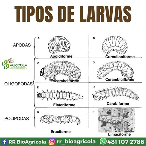 Larvas Ou Lavas - RR BioAgrícola - Tipos de larvas 🌱🐛👨🏻🌾 Los insectos...