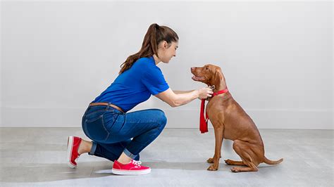 Dog & Cat Boarding: Overnight Pet Sitting at PetsHotel | PetSmart