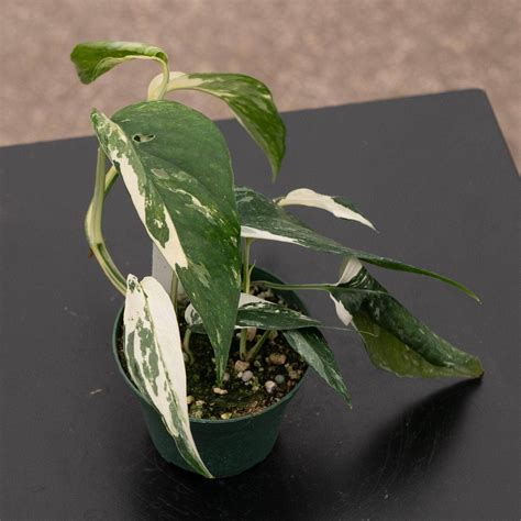 Pothos Epipremnum pinnatum albo variegata - Gabriella Plants