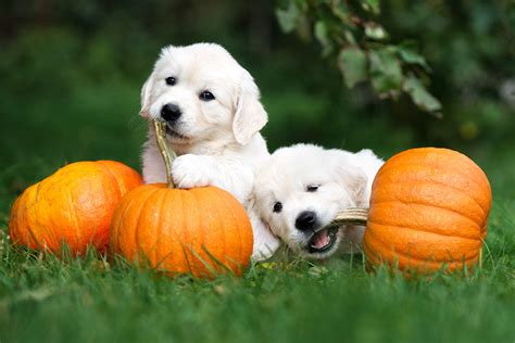 Health Benefits Of Adding Pumpkin To A Dogs Diet Vetnique Vetnique Labs