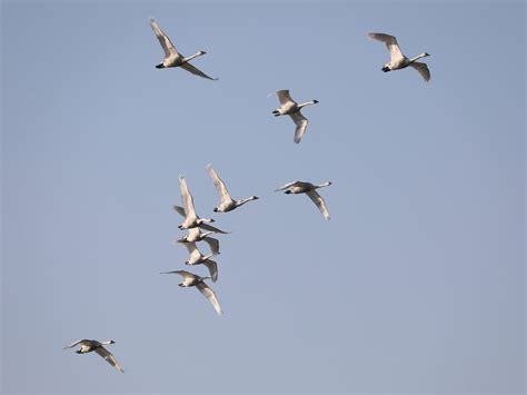 Tundra Swans - Wild Bird Guide