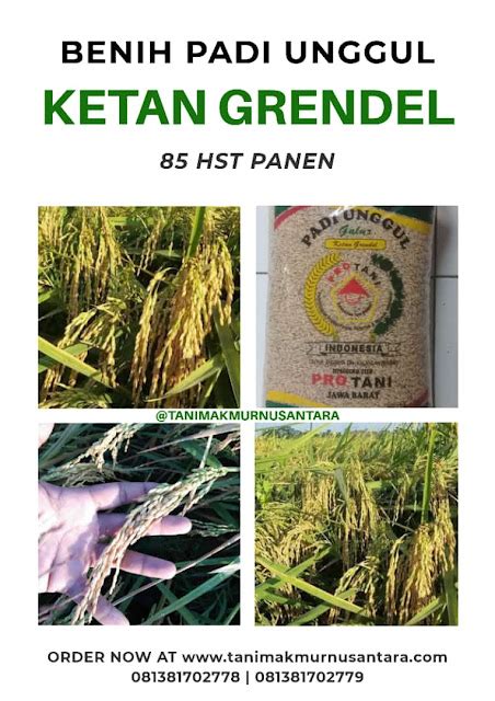 Benih Padi Ketan Grendel 85 95 HST Panen Tani Makmur Nusantara