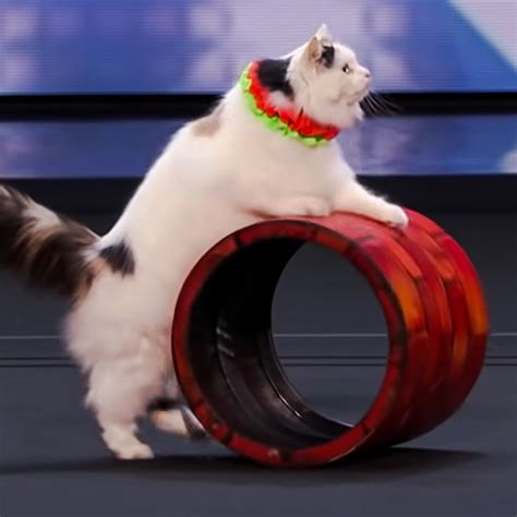 Cat Chit Chat: Domestic cats perform circus tricks on America's Got Talent