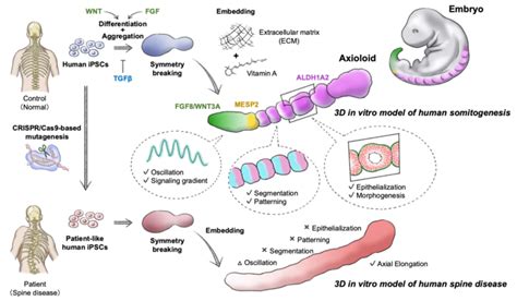 Graphical Summary Of Findings [image] Eurekalert Science News Releases