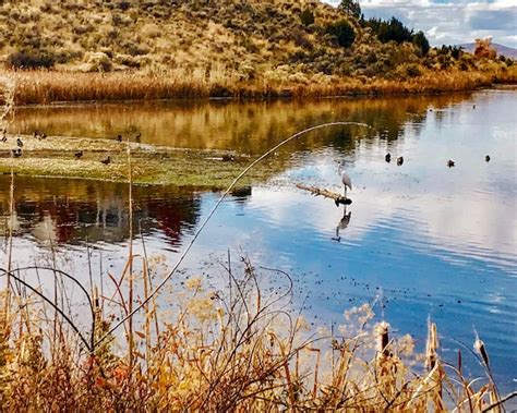 Premium Photo | View of birds in lake