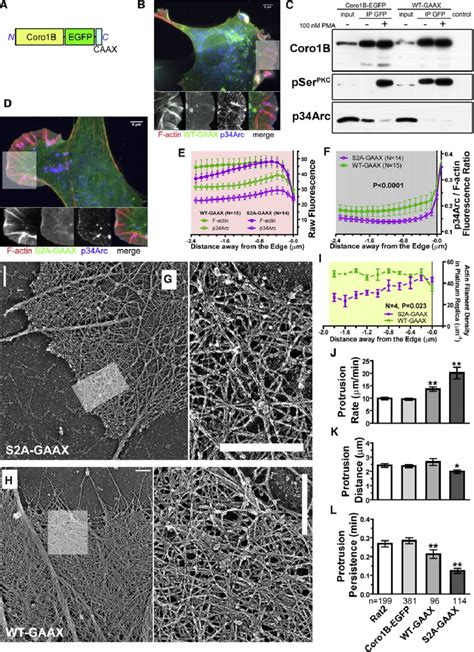 Targeting Of Active Coronin B To The Plasma Membrane Alters Actin