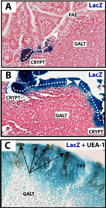 M Cells Are Lgr Stem Cell Derived A Lineage Tracing Of Lgr