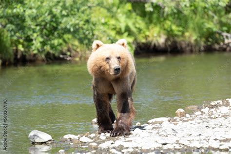 Kodiak Bear Stock Photo | Adobe Stock