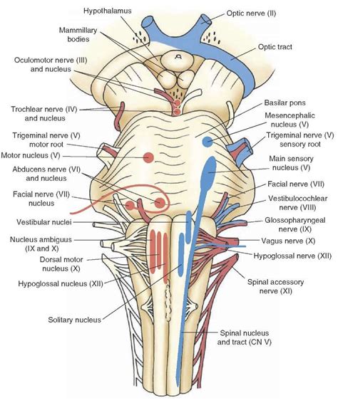 The Cranial Nerves Organization Of The Central Nervous System Part