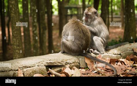 Mono Macaco En La Selva Monos En El Medio Natural Bali Indonesia