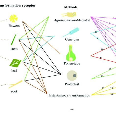 Gene gun-mediated transformation in different tree species. | Download ...