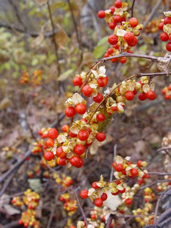 Invasive Plant Webinars Cooperative Extension Garden And Yard