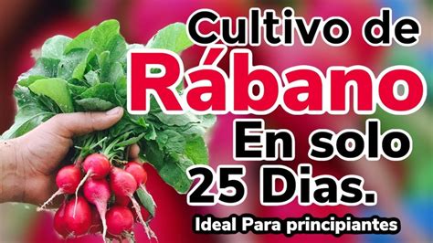 Cultivo del Rábano en 25 días ideal para personas principiantes