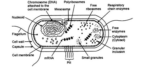 [SOLVED] Draw a well labelled diagram of typical prokaryotic cel - Self ...