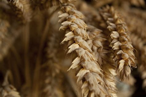 blé allergie au blé La Fée Biscotte