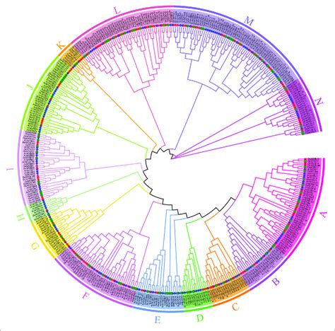 Phylogenetic Analyses Of MYB Proteins A Phylogenetic Tree Of MYB