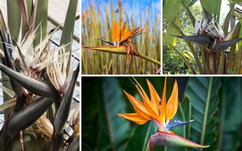 5 Different Types Of Bird Of Paradise Garden Lovers Club