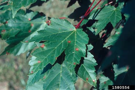 Phyllosticta leaf spots (Phyllosticta spp. ) on red maple (Acer rubrum ...